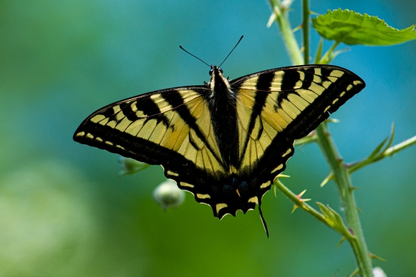 Photo of Papilio canadensis by <a href="https://www.flickr.com/photos/44609493@N07/">Darren Kirby</a>